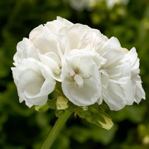 Geraniums (Zonal)